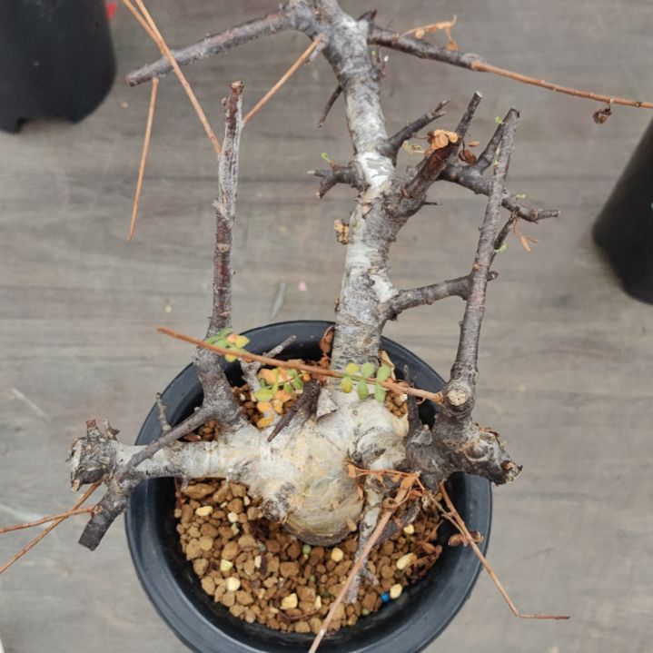 索马里羽叶没药熟桩