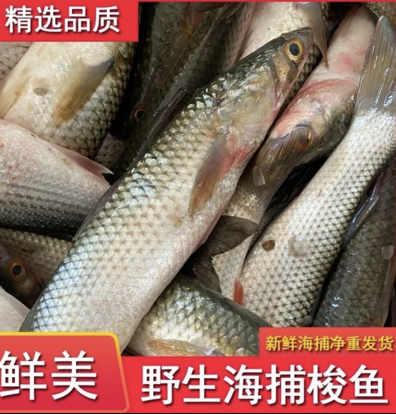 青岛发货 大鲻鱼乌头鱼 