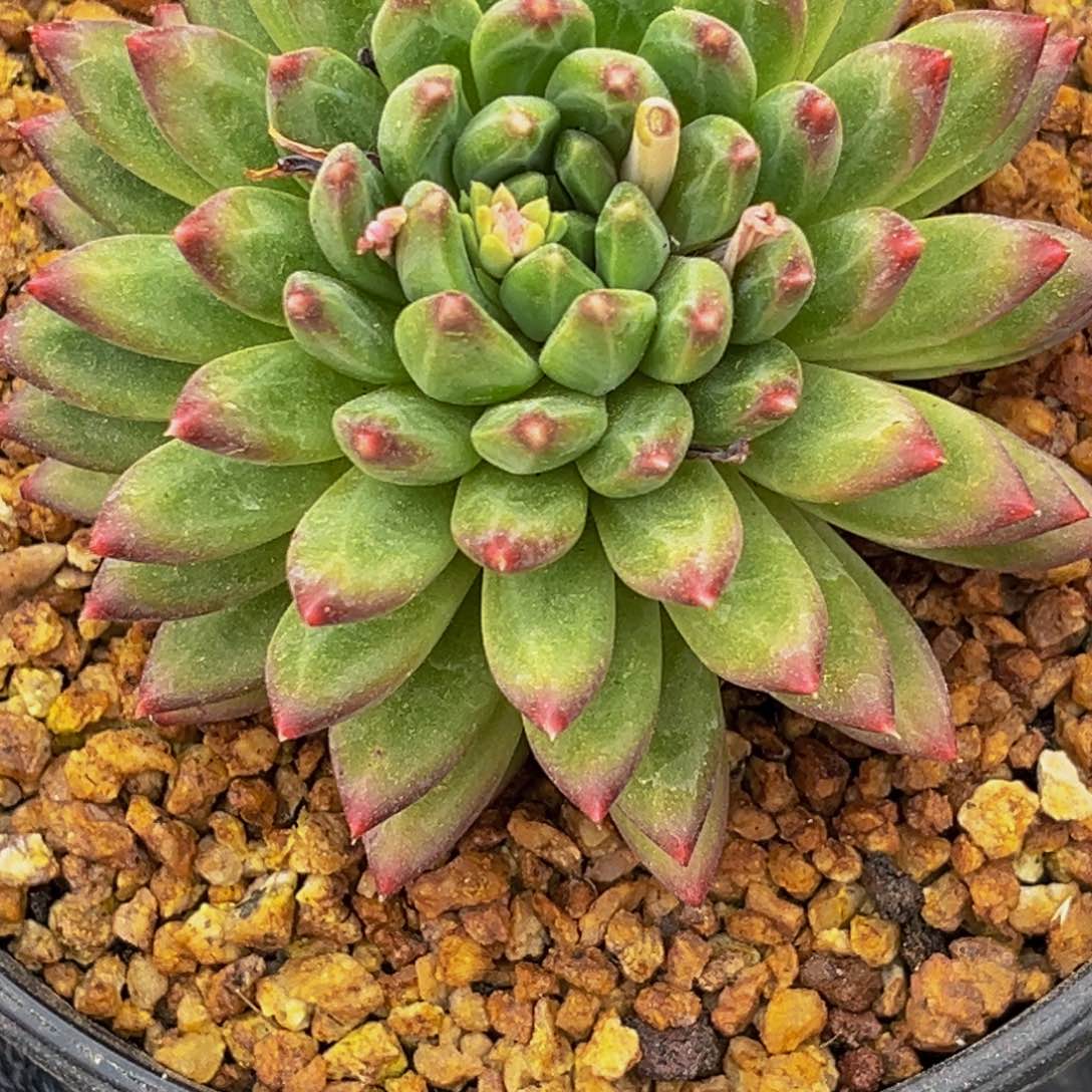 2626下午多肉植物群生