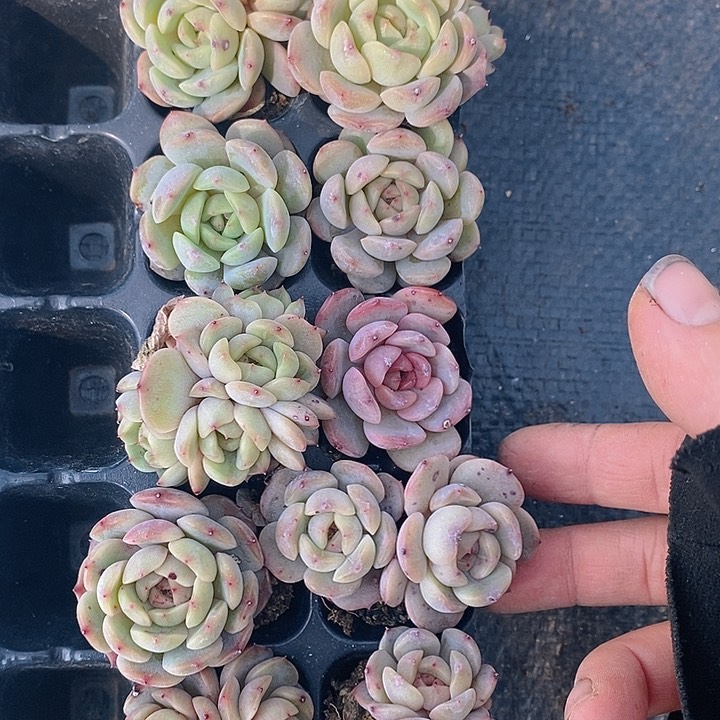 144 多肉植物盆栽花卉植物