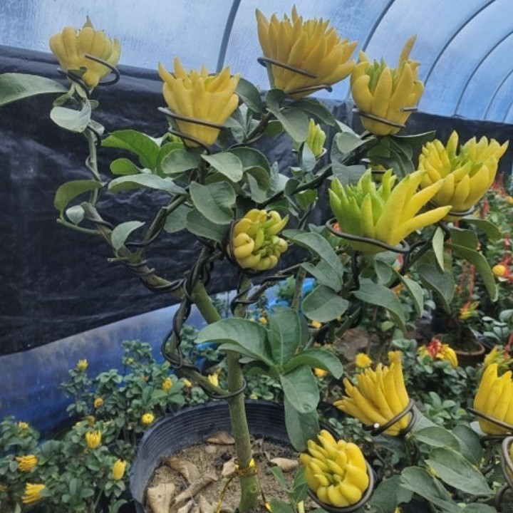 佛手柑苗金佛手树苗室内盆栽庭院种植年宵花佛手盆栽