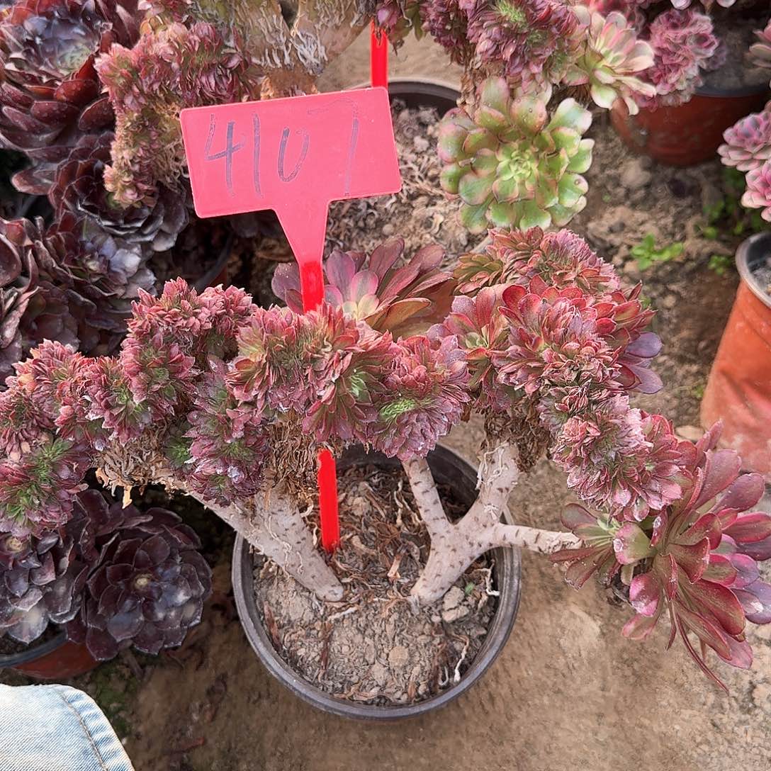 4107舞天姬缀化多肉法师