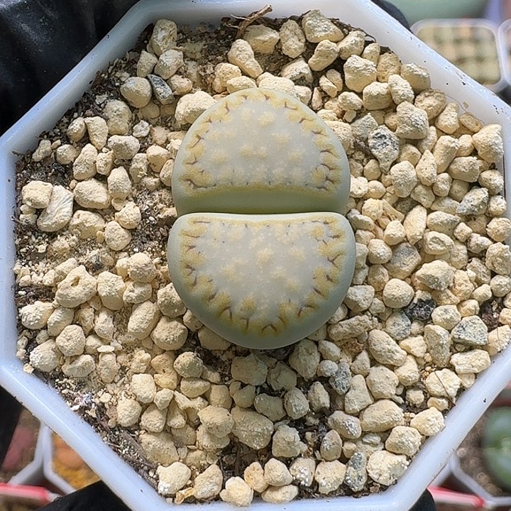 生石花2/：。在。 231号