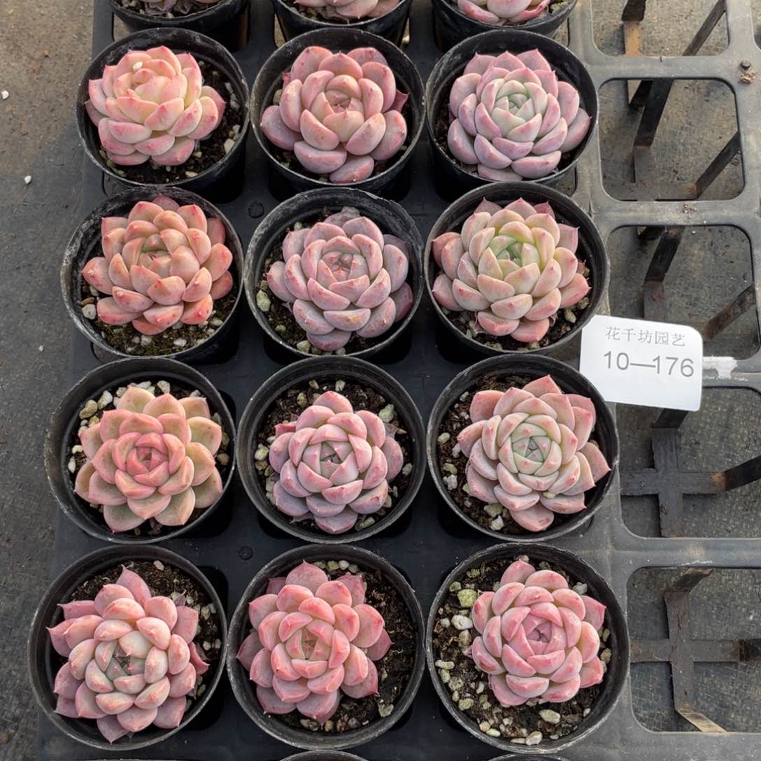 一物一拍18颗10-176