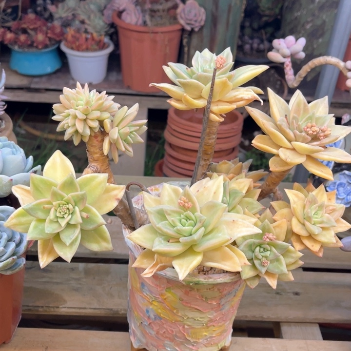 A*拉多肉植物黄金表丽娜（有暇）213-14