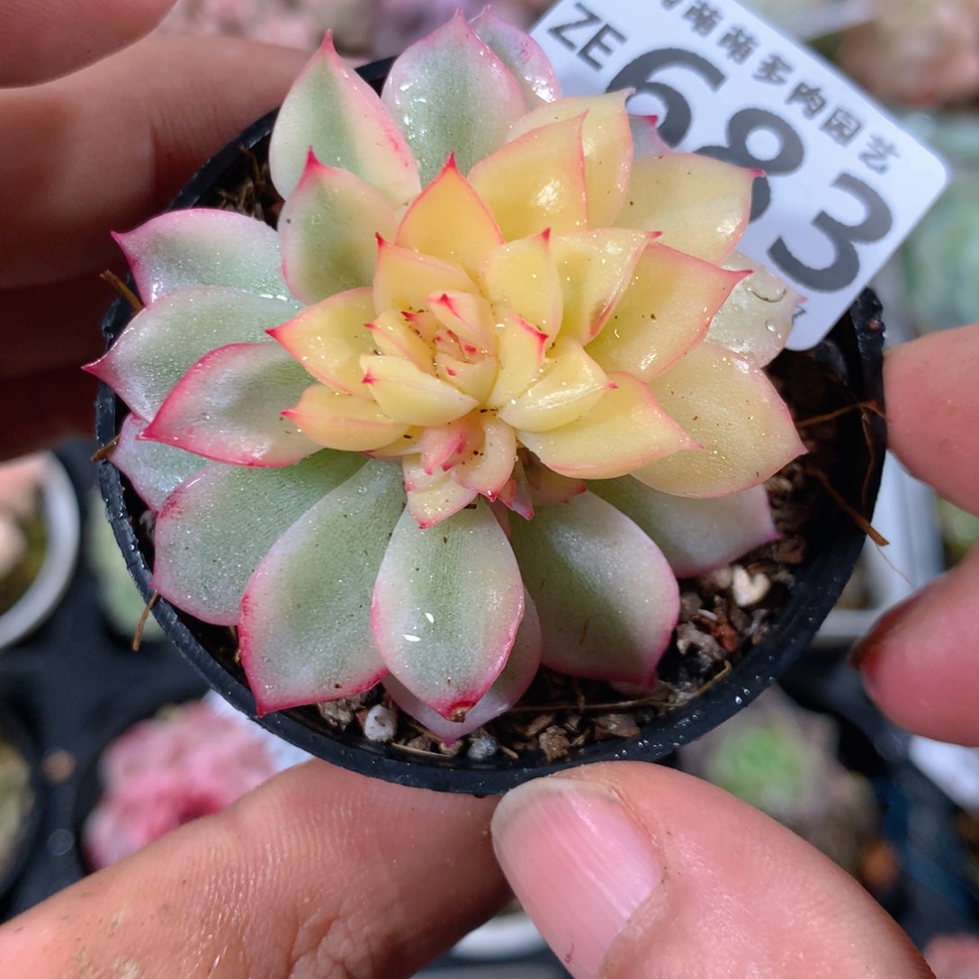 5CM拇指盆精控多肉ZE683