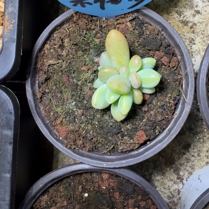 朵唯奇 叶插  一物一拍