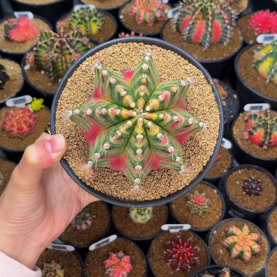 妖艳 米哈仙人球 