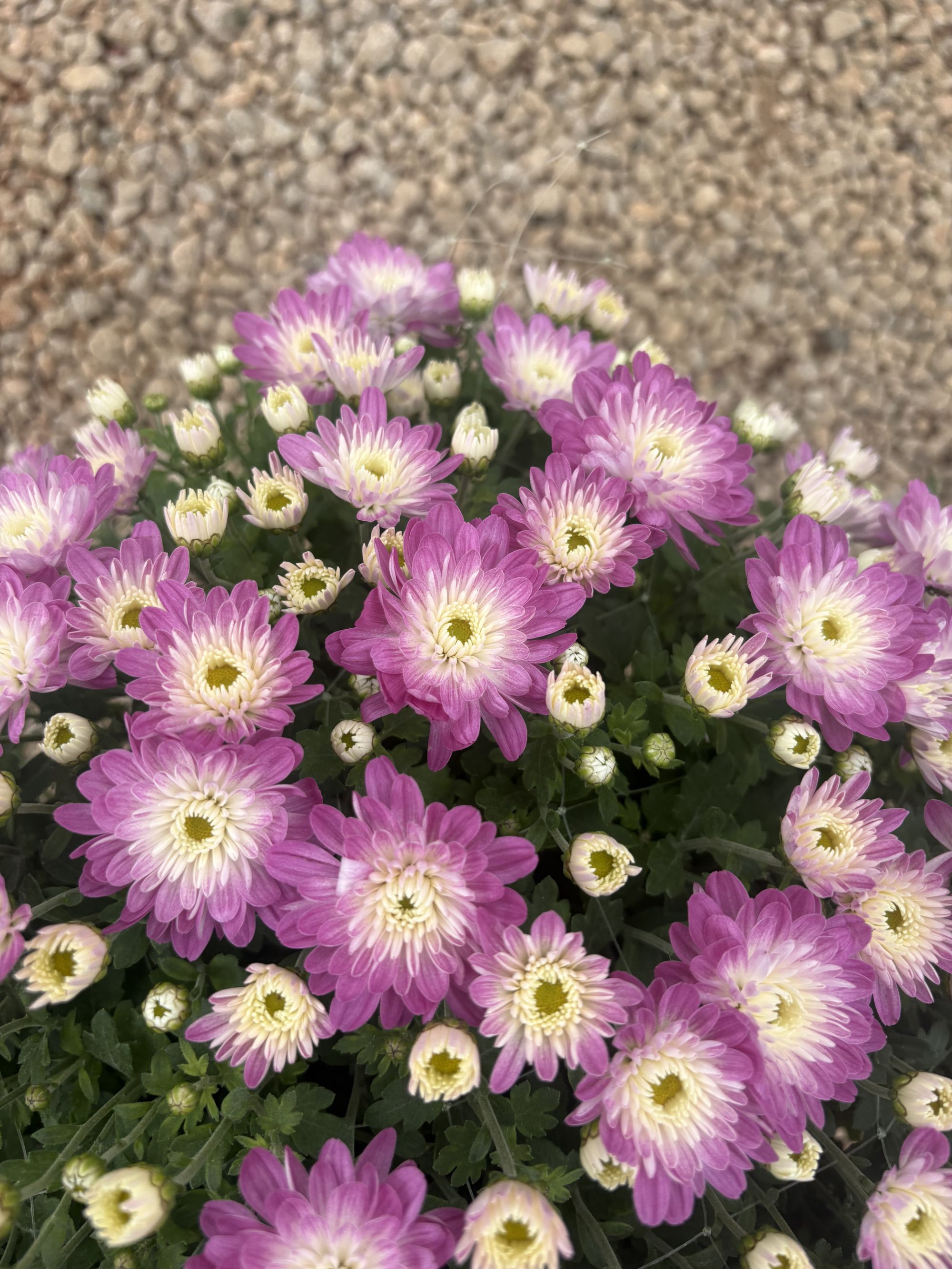 千头菊《花宝》盆栽带花苞四季开花耐寒好养适合阳台庭院