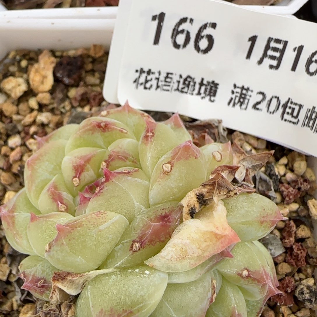 花语逸镜0116-166有热泡