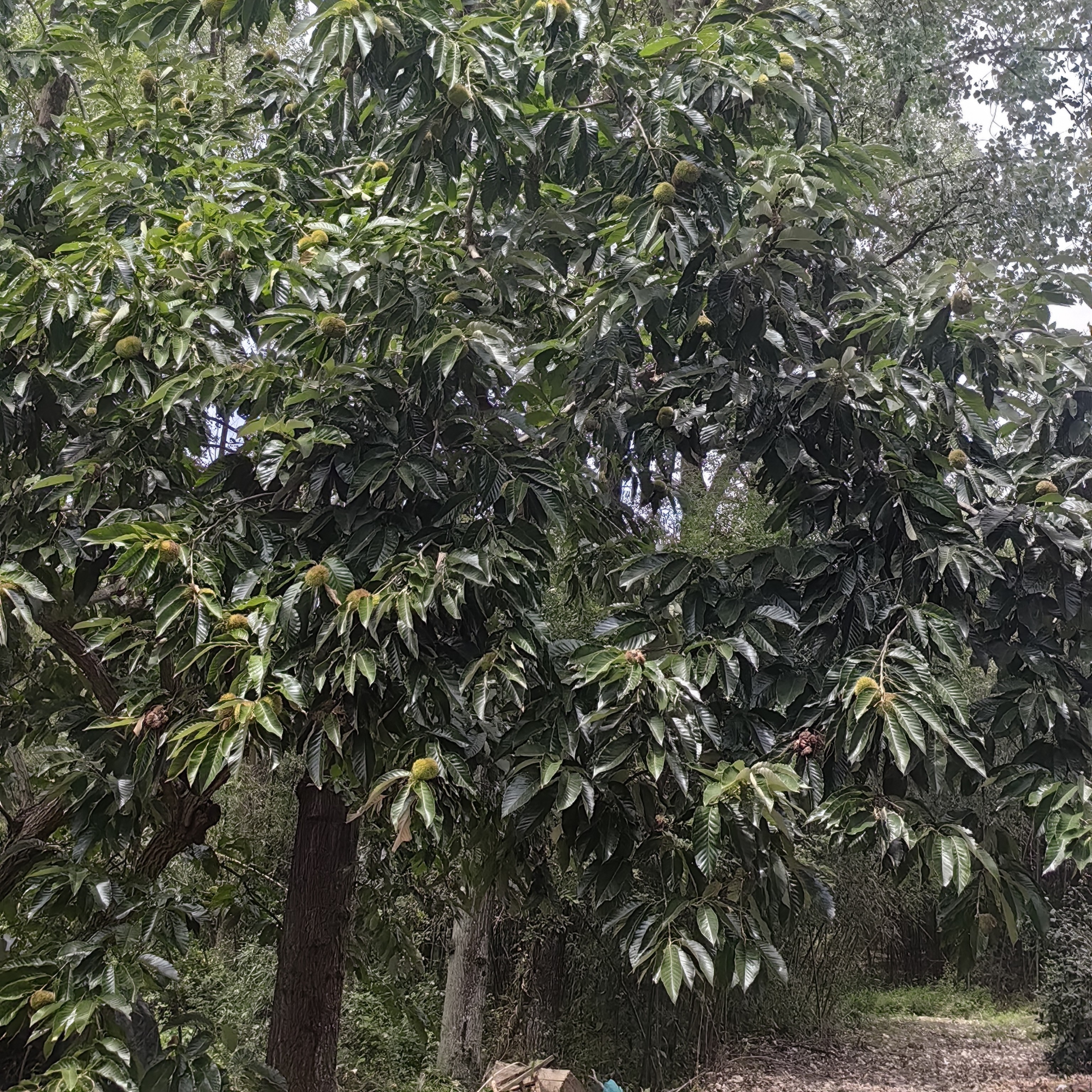 大别山新鲜现摘花壳板栗香甜粉糯