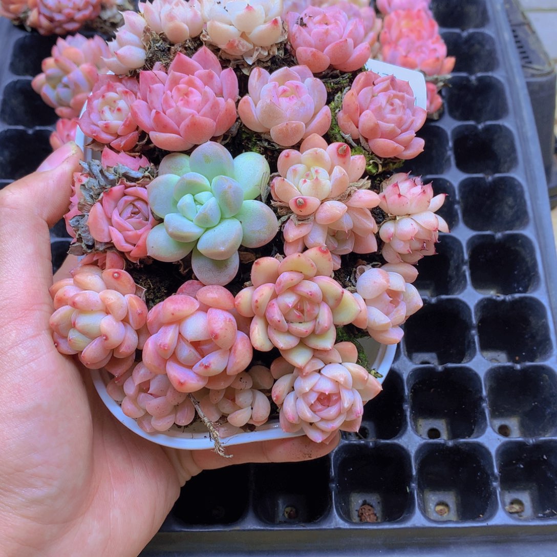 我要去看你了啊027