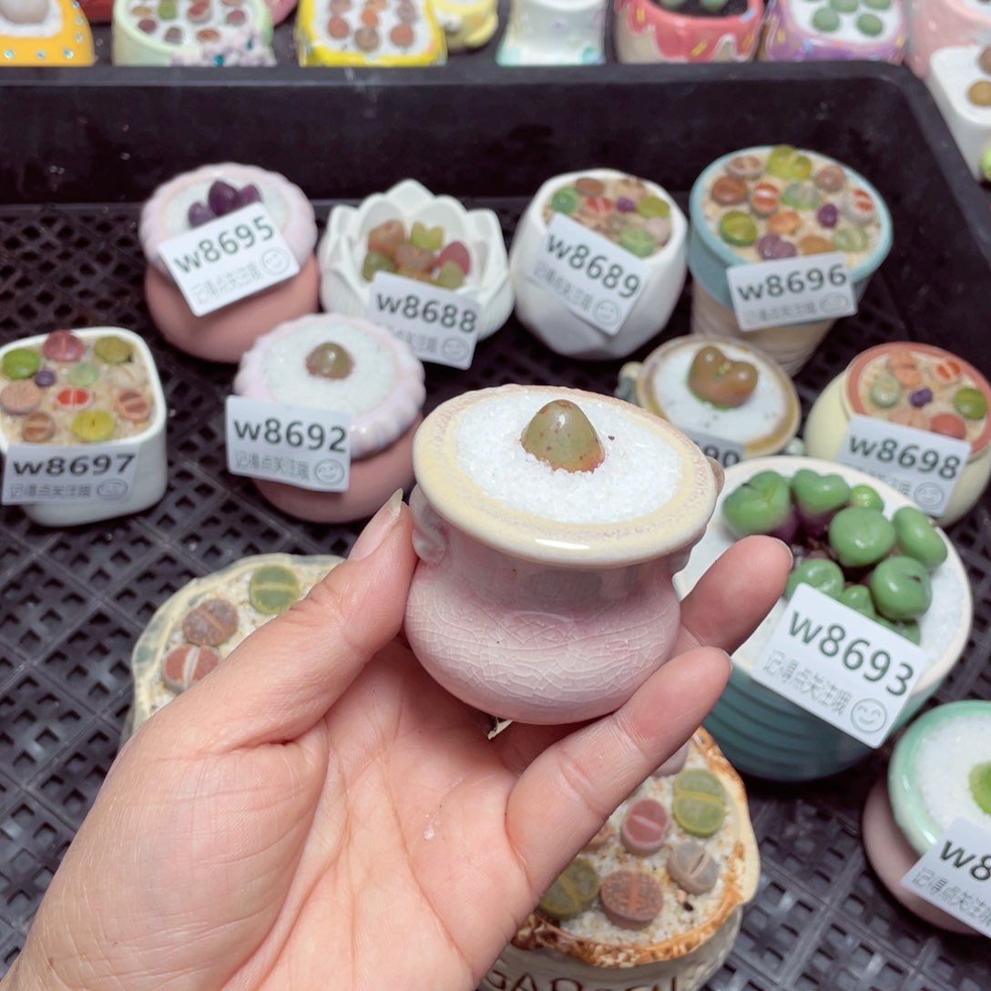 w8700 零下地区拍保温箱-15支持寄养