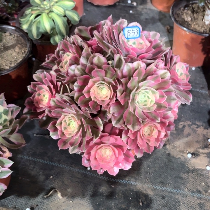 粉女巫法师多肉1553