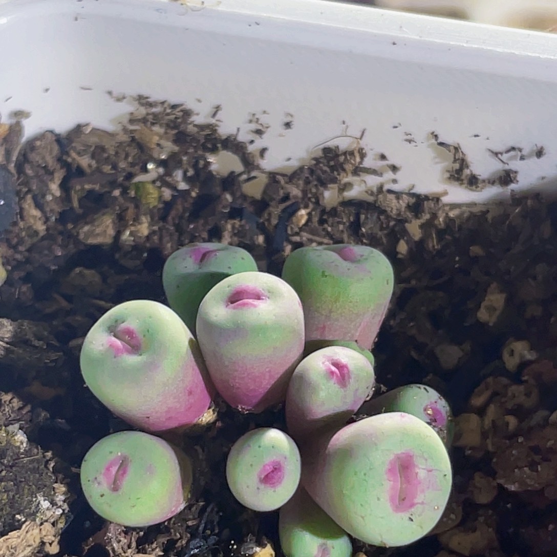 1380b嘟嘟嘴小红嘴植物一物一拍