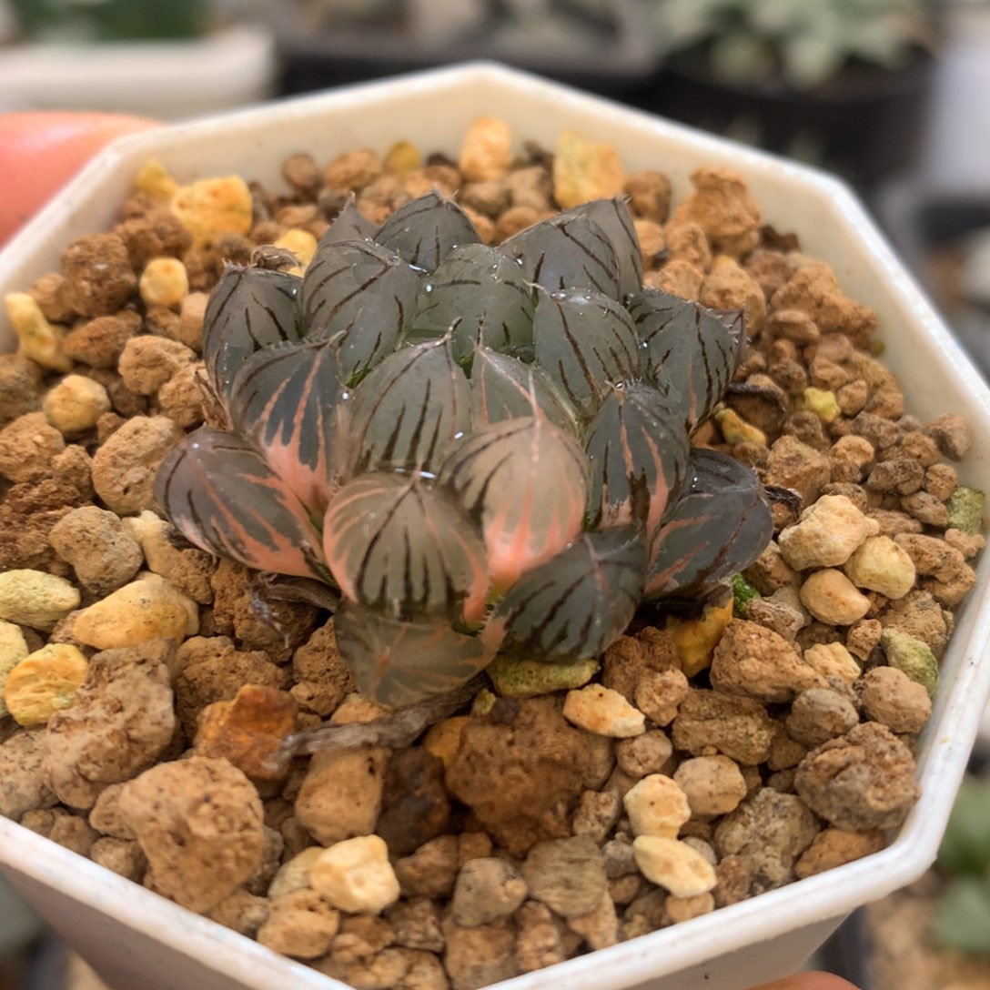 霓虹灯玉露锦，带盆