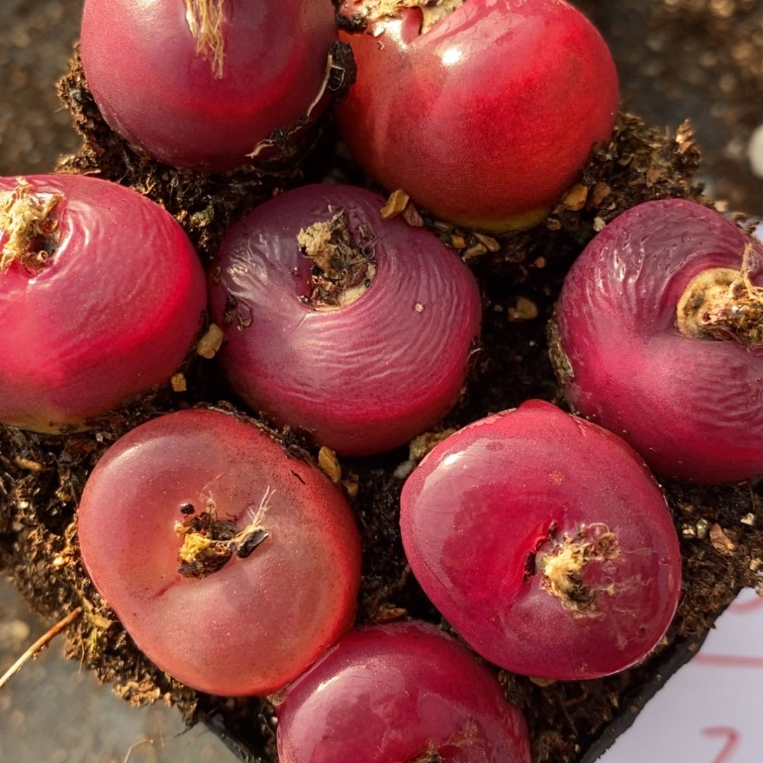 1526红蟠桃一组一组