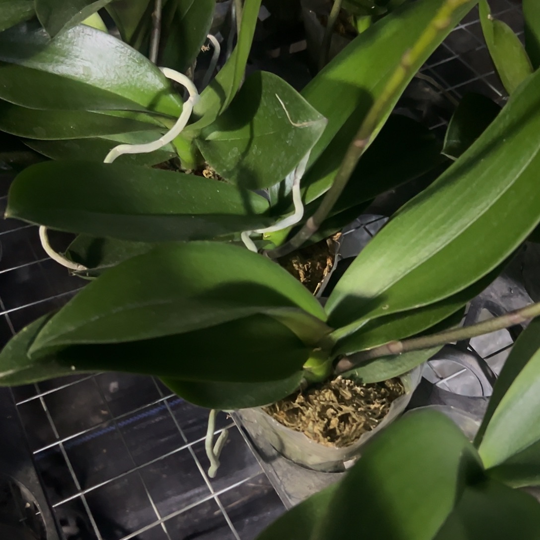 当前无花栽培后可以开花121抽梗苗