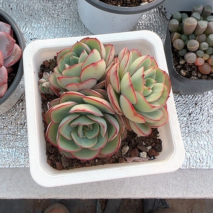 青蛙王子儿童牙膏111