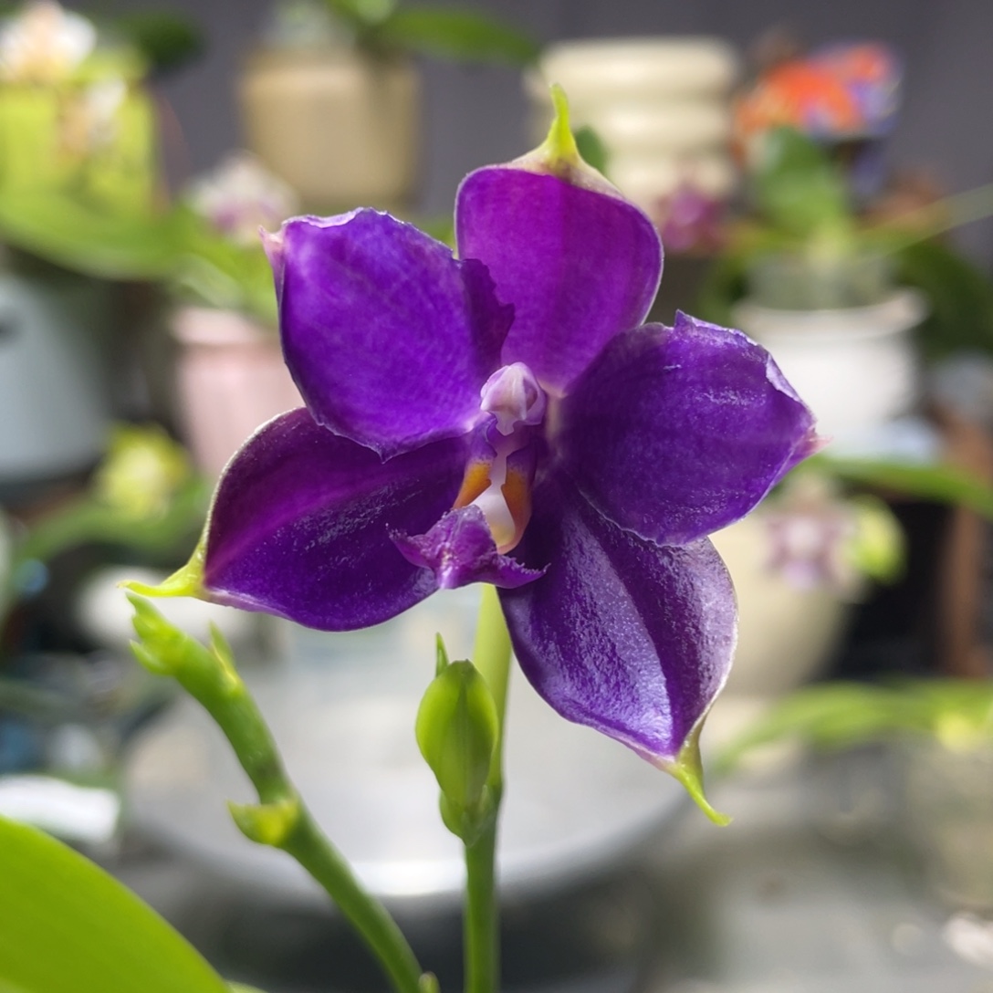 完全开放YC61，2.5杯开花株