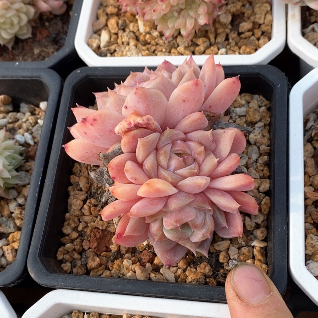 精品多肉一物一拍不包整89