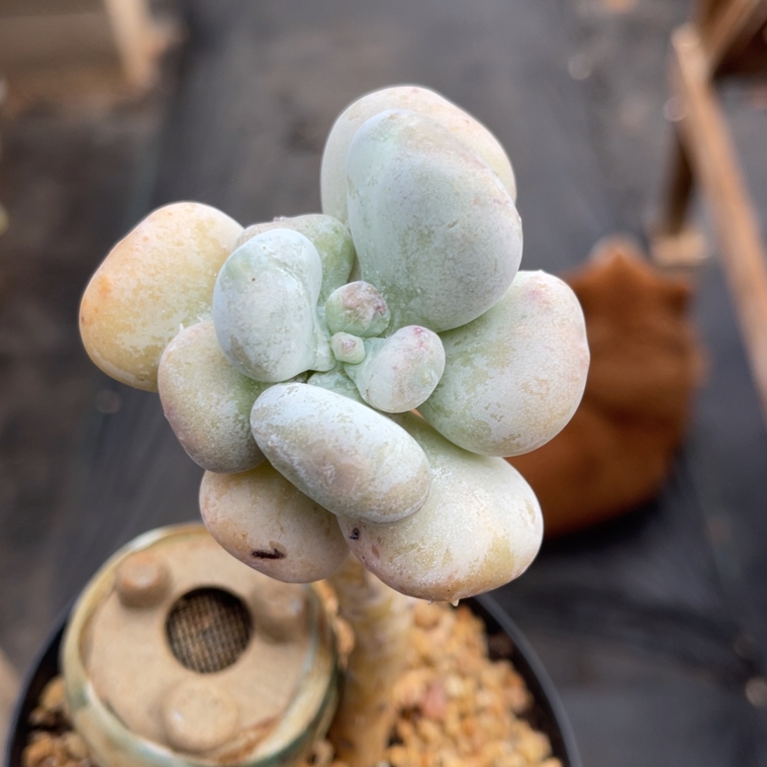 油煎丸子一物一拍