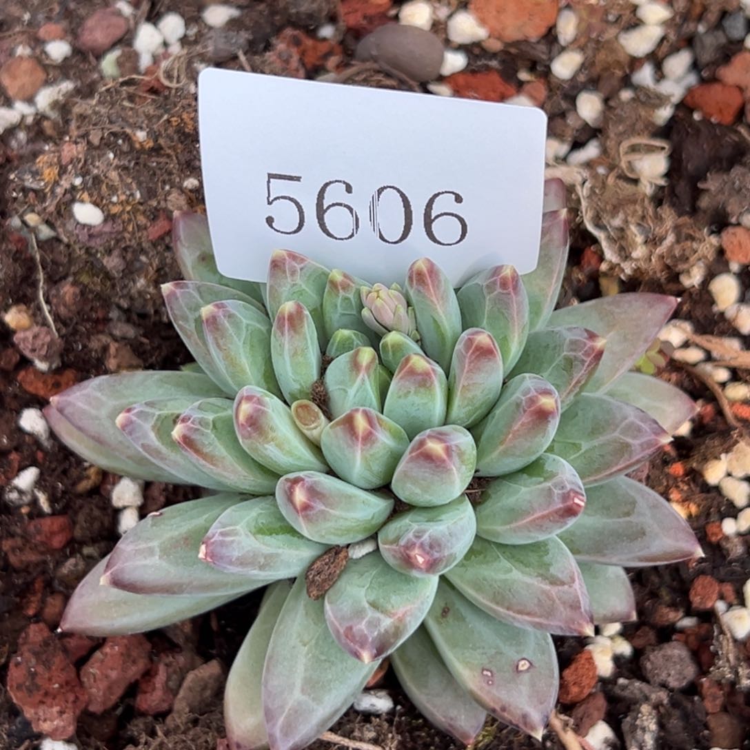 人****欢5606多肉多多方法