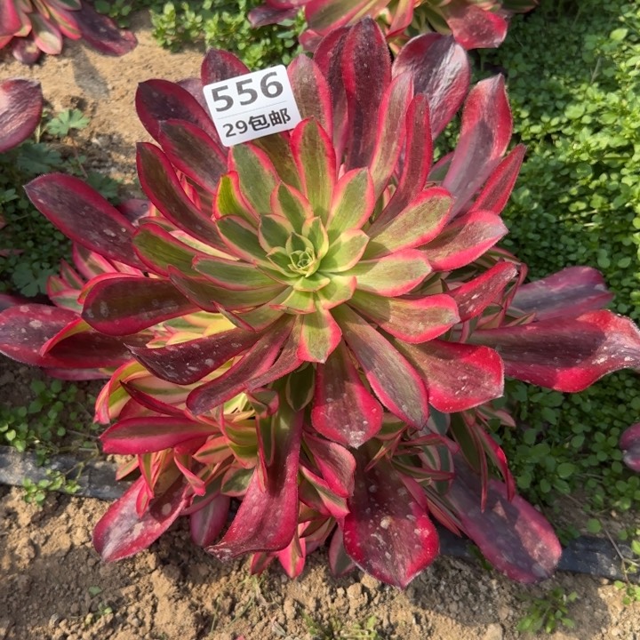 美杜。多肉植物……