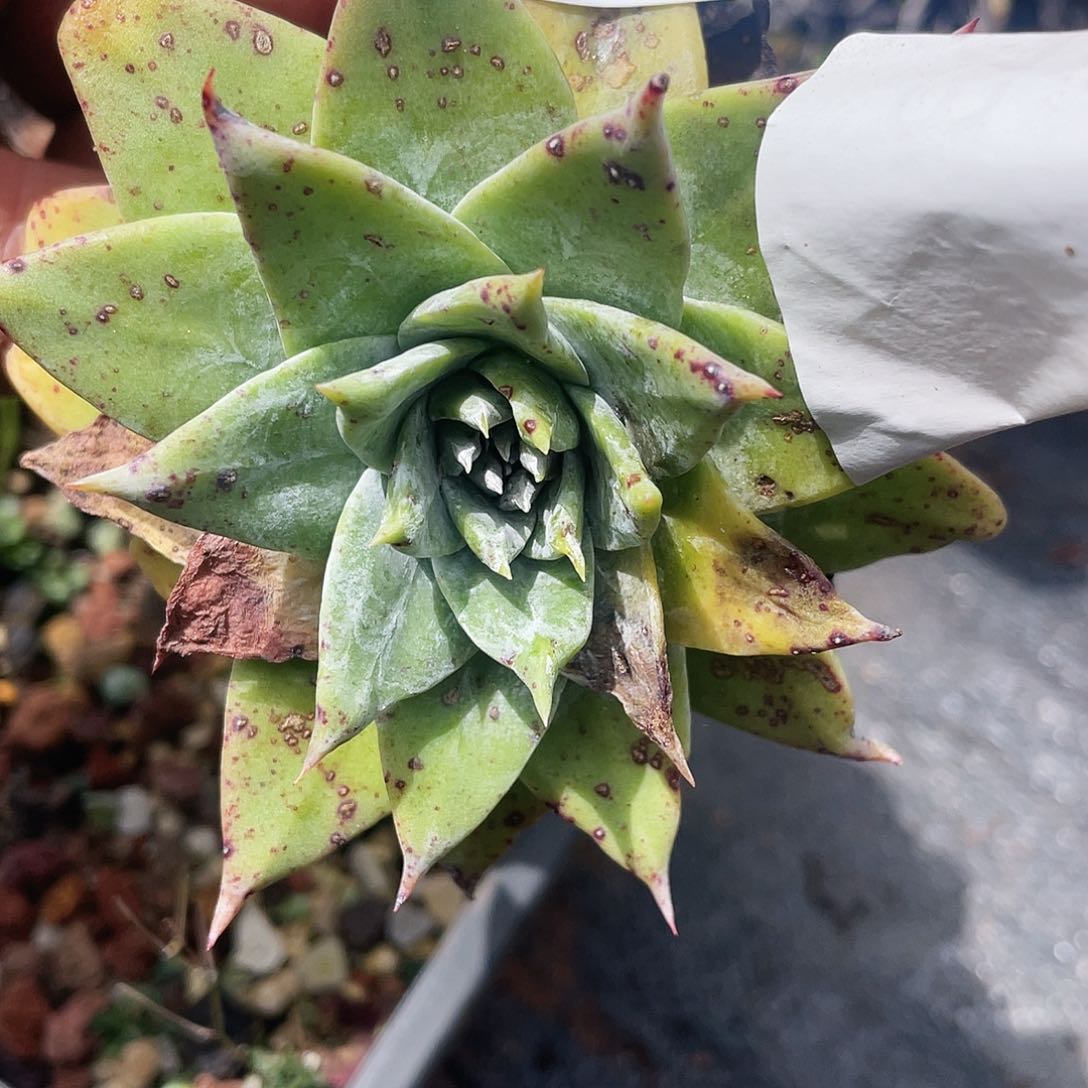 苹果叶雪山老桩898