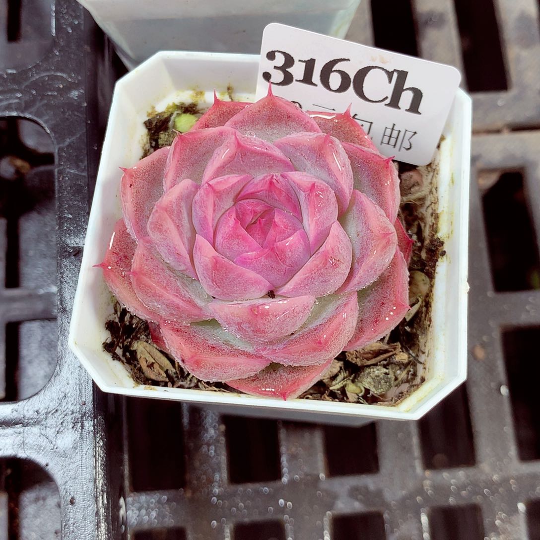 5厘米盆精控多肉316