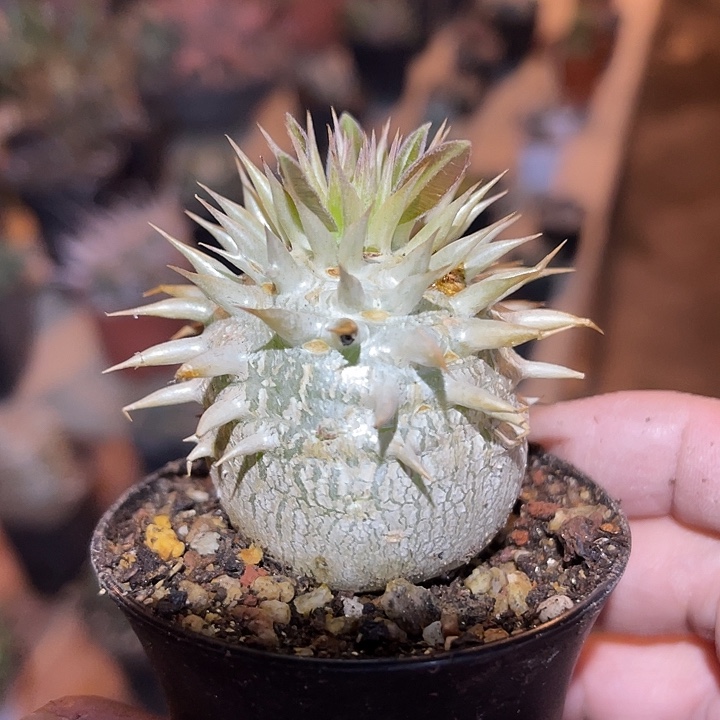 满38包邮2天凑单，脱土晾根发货多肉植物象牙玉