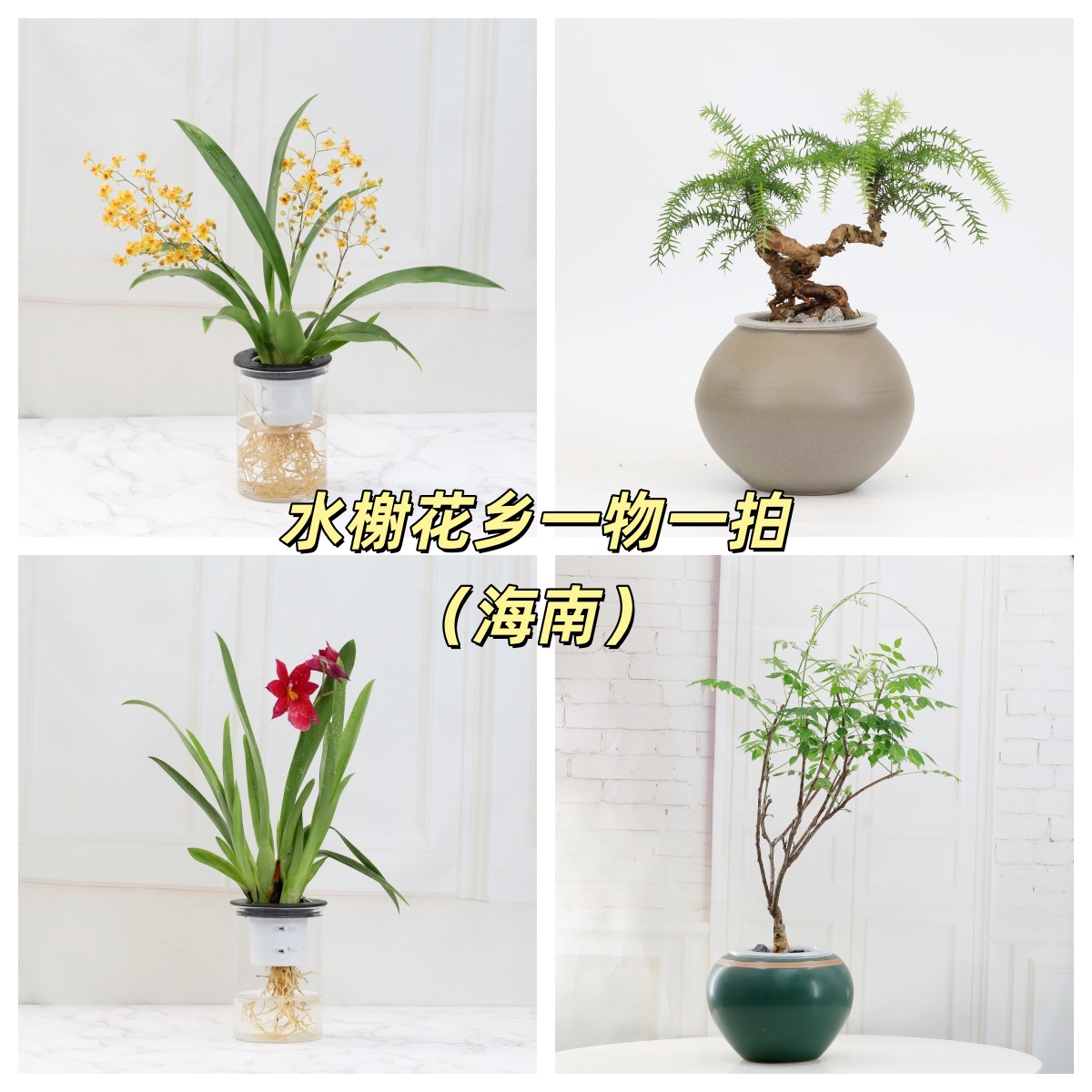 水榭花乡水培植物一物一拍（海南百香果）