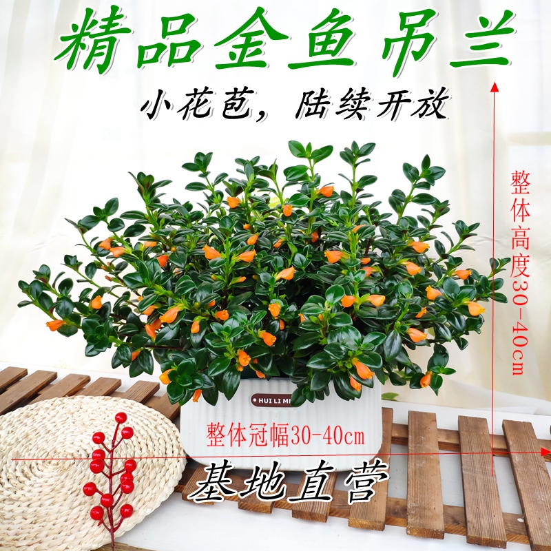 小金鱼吊兰盆栽苗植物四季观花观叶室内外办公室阳台绿植盆栽好养