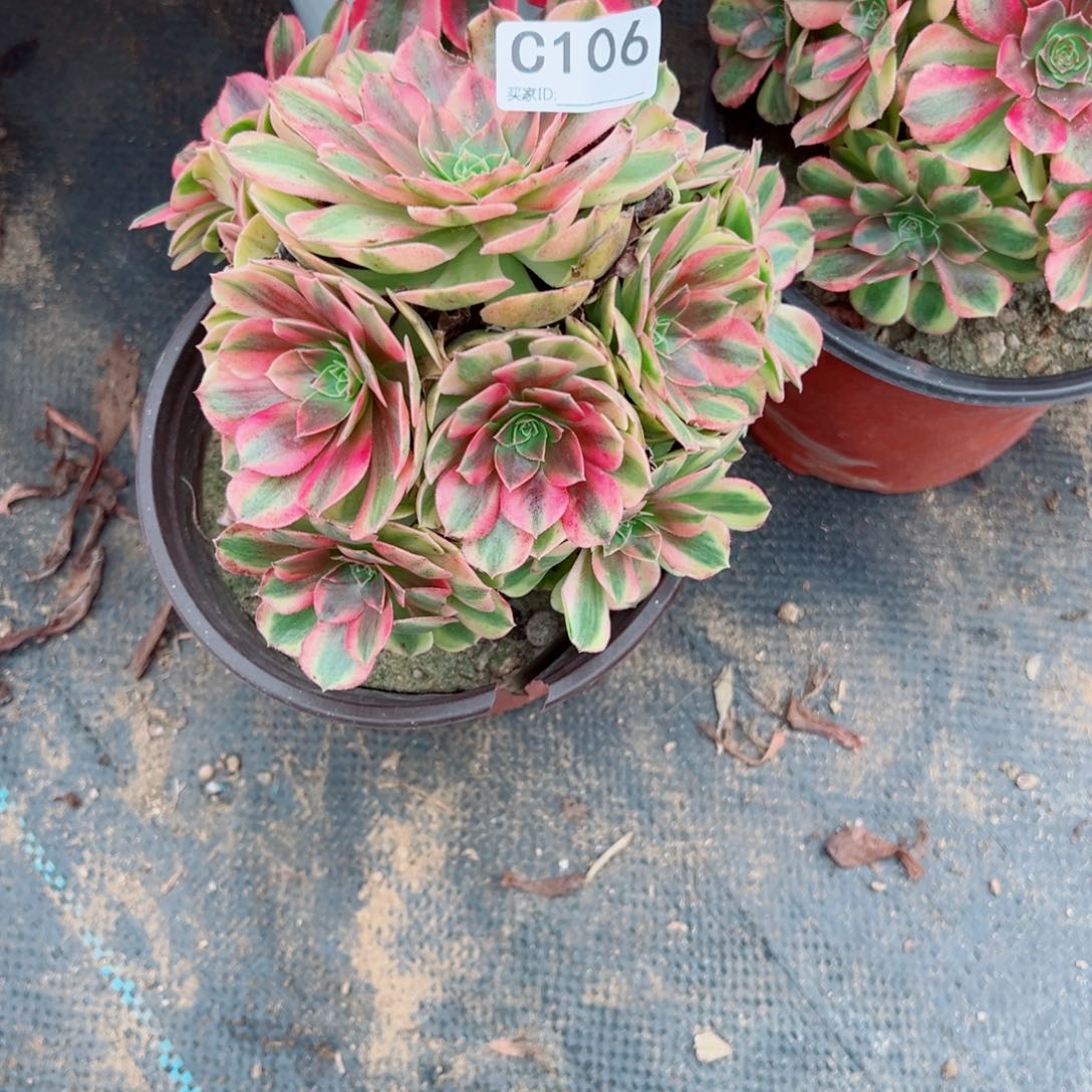 106雨荷多肉植物法师多肉植物