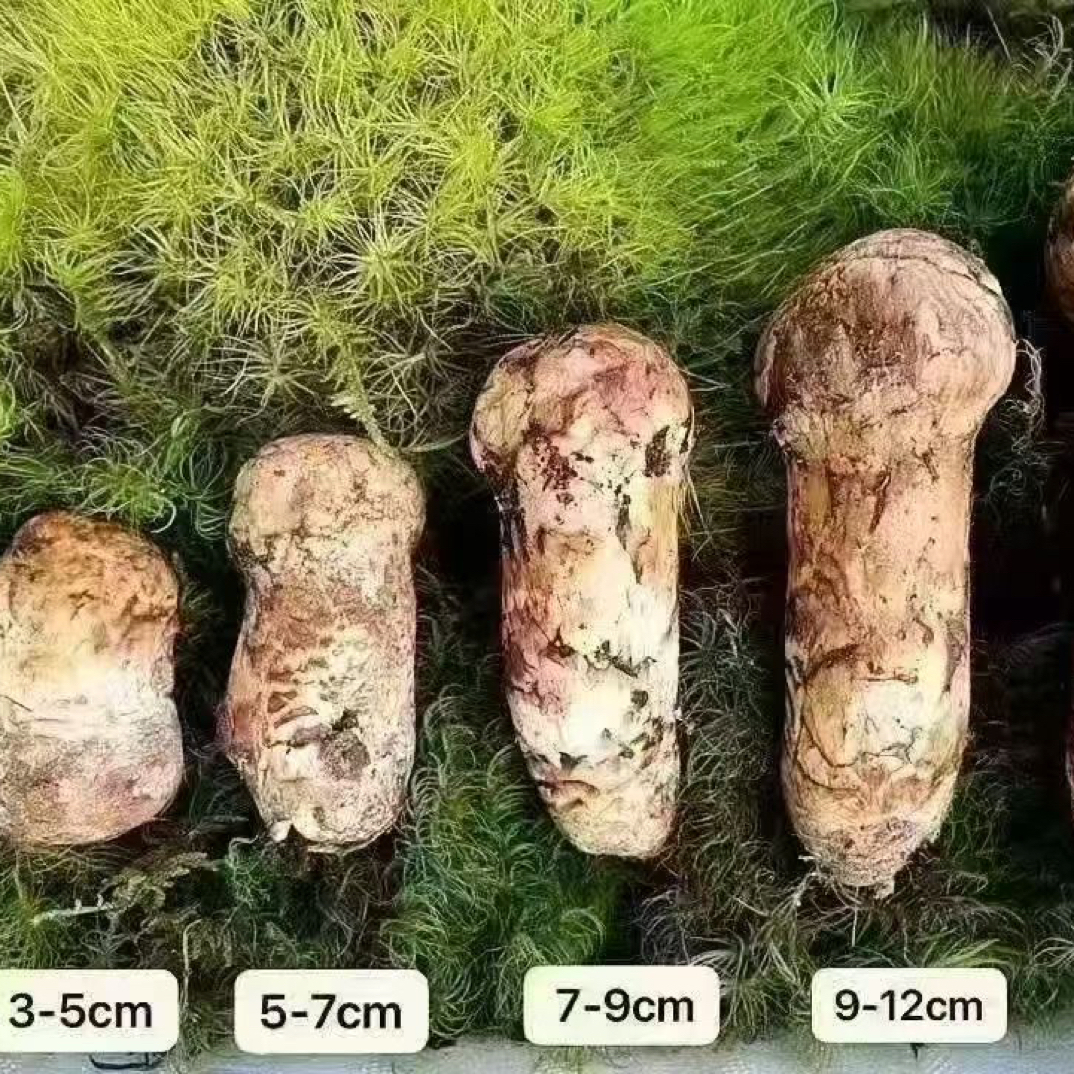 新鲜松茸1000克包邮云南菌菇