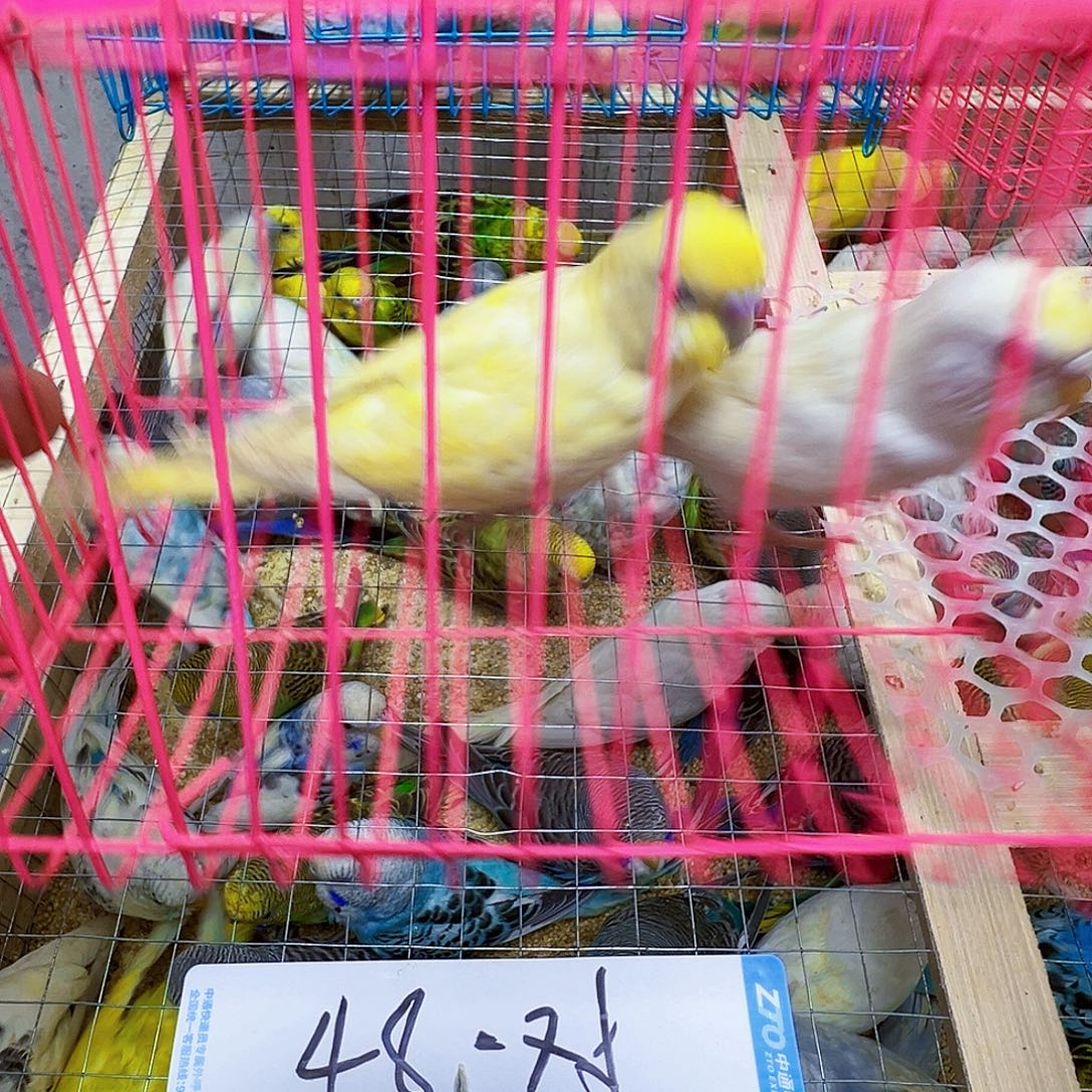 梦***园虎皮鹦鹉特色两只