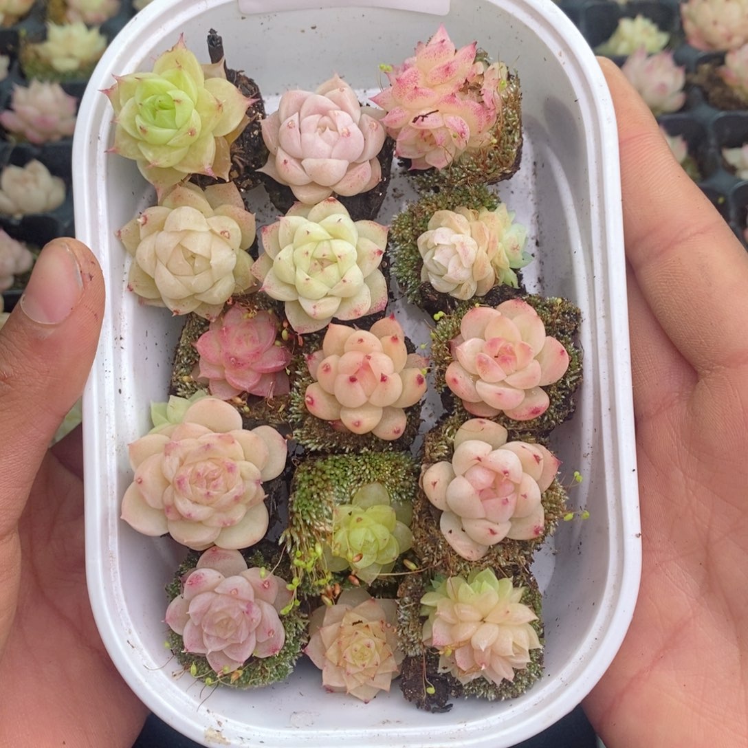 2-125 新疆西藏内蒙不发其他一单包邮两到三公分多肉