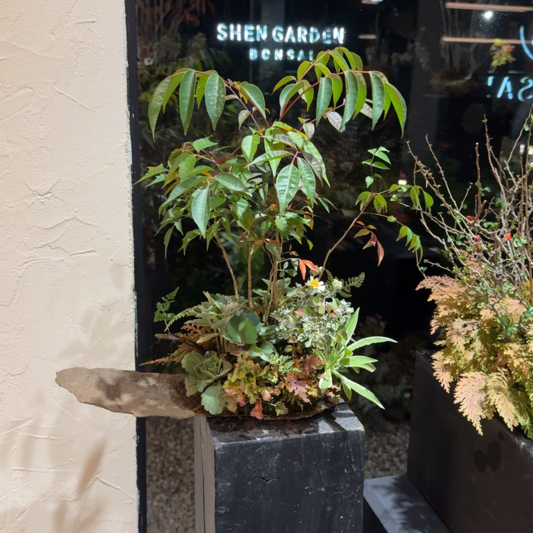 ˊ***圆全部花朵山野草日本鞍马石