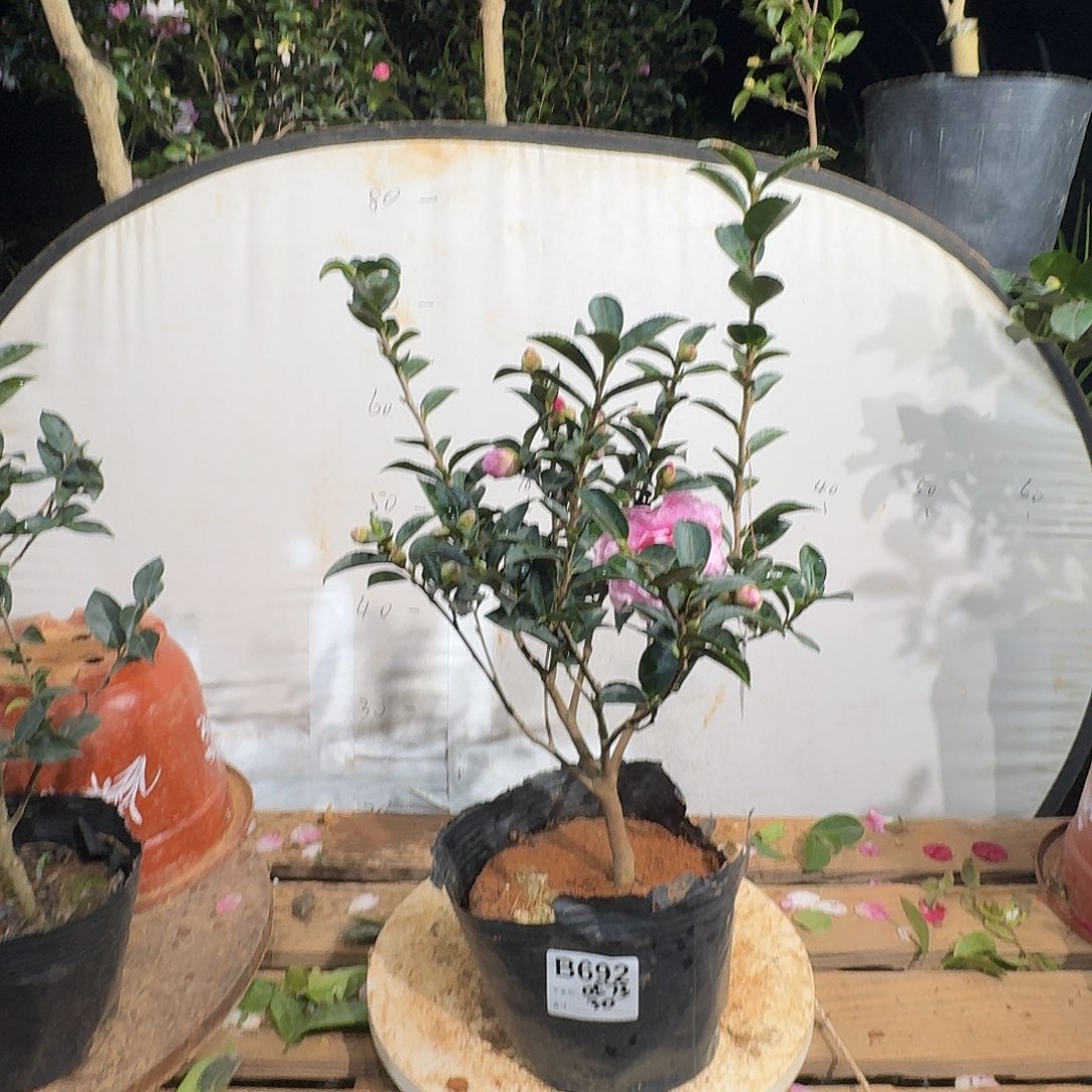 无花朵0573乙女30茶梅