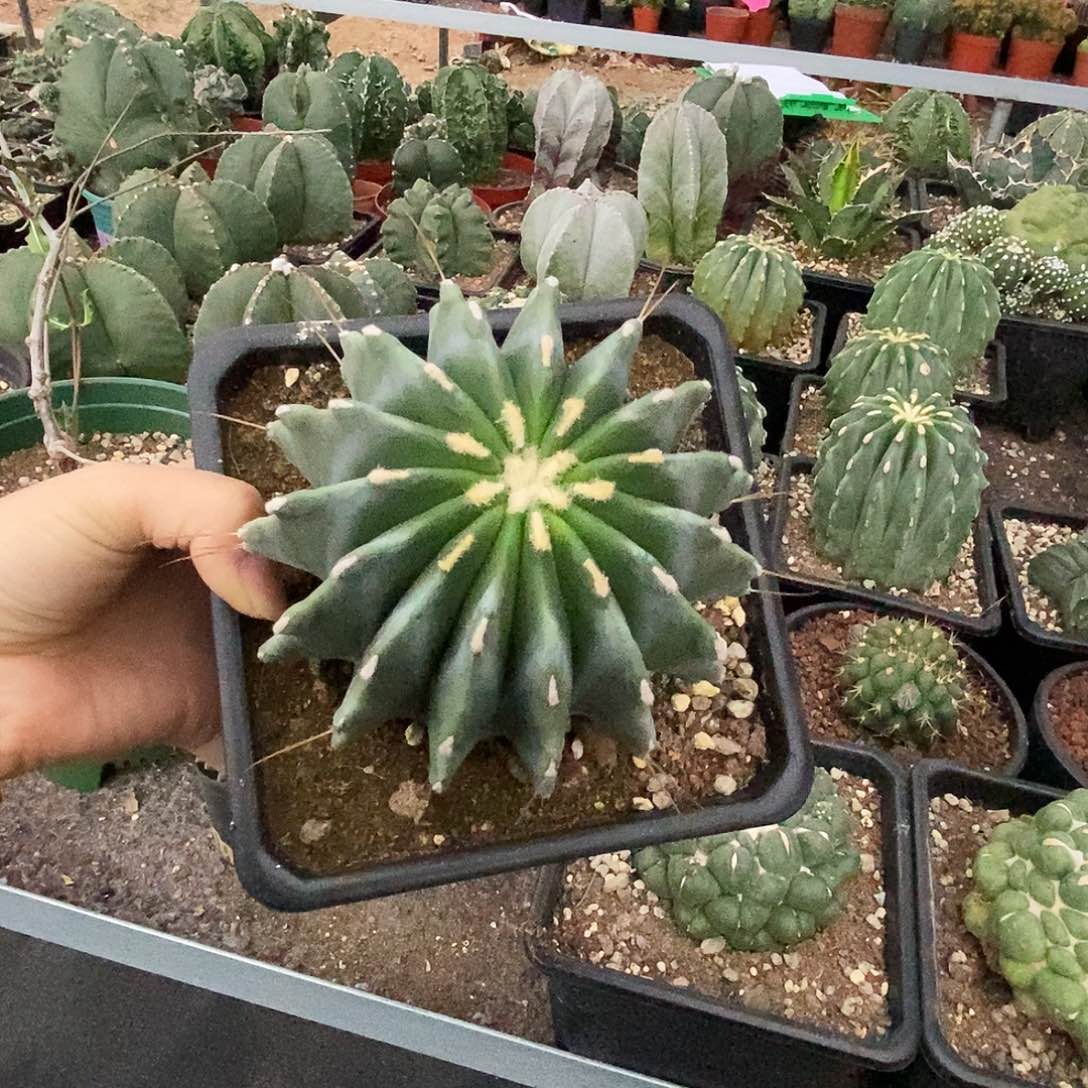 莎*妞花花草草花花草草