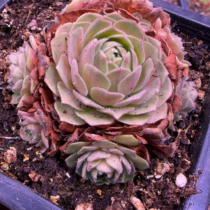 伊人捧花126457575727373
