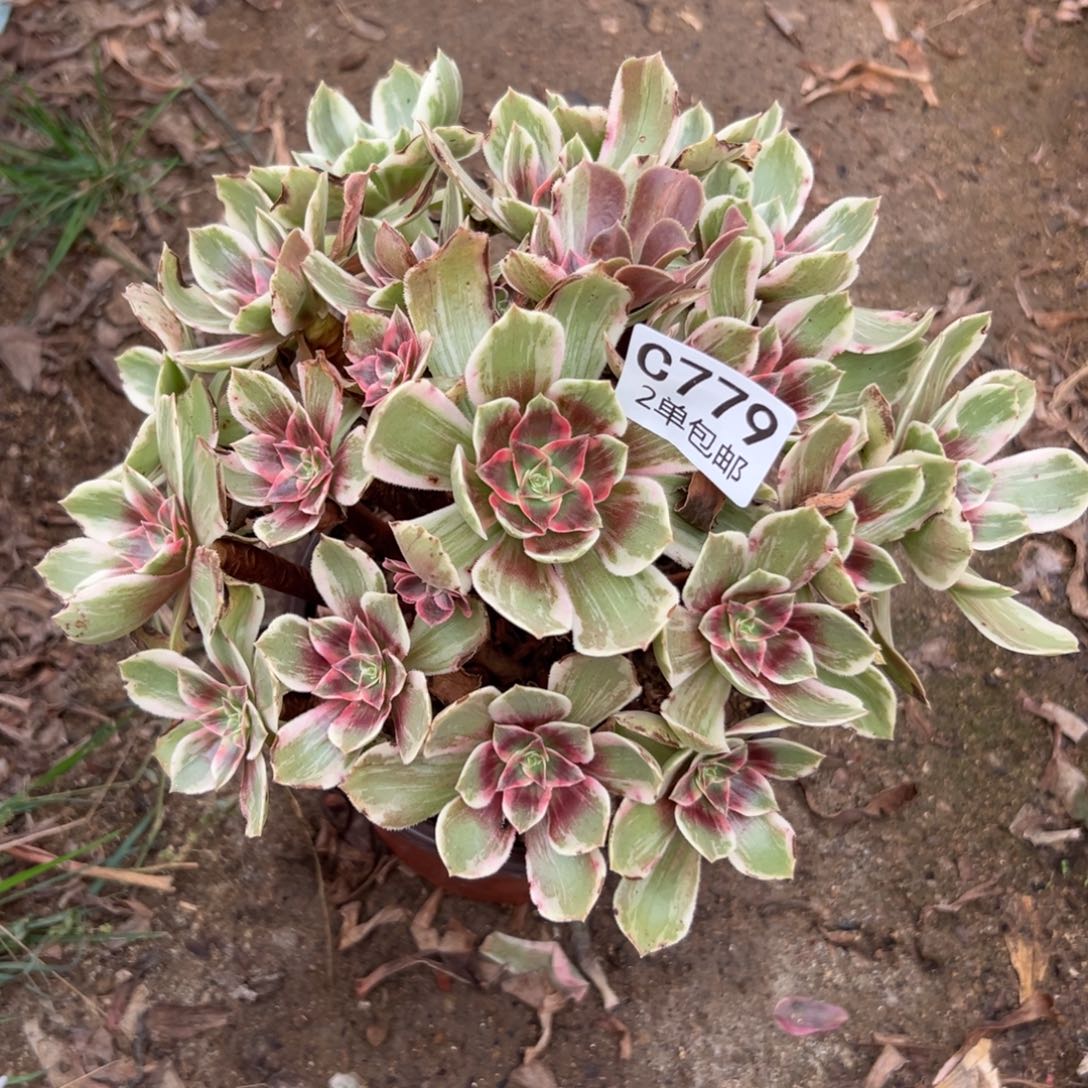 779多肉   浣纱不包断头