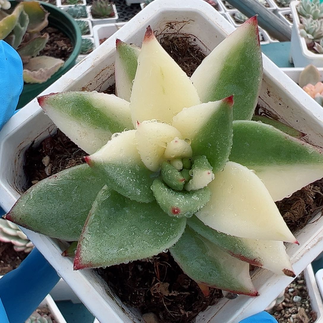 口红锦，多肉植物