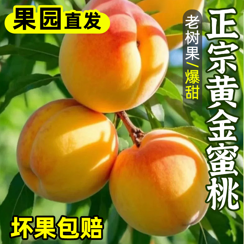 【正宗黄桃】砀山黄桃当季新鲜水果现摘桃子水蜜桃脆甜蜜桃脆桃