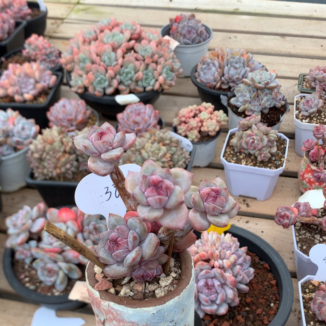 8.5厘米六头有砍石榴籽小树 38