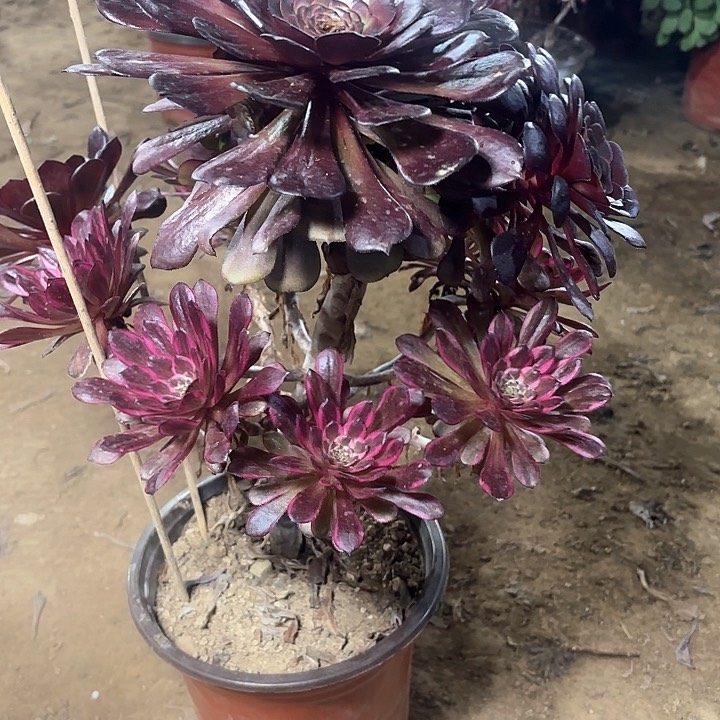 多肉植物法师紫霞仙子9