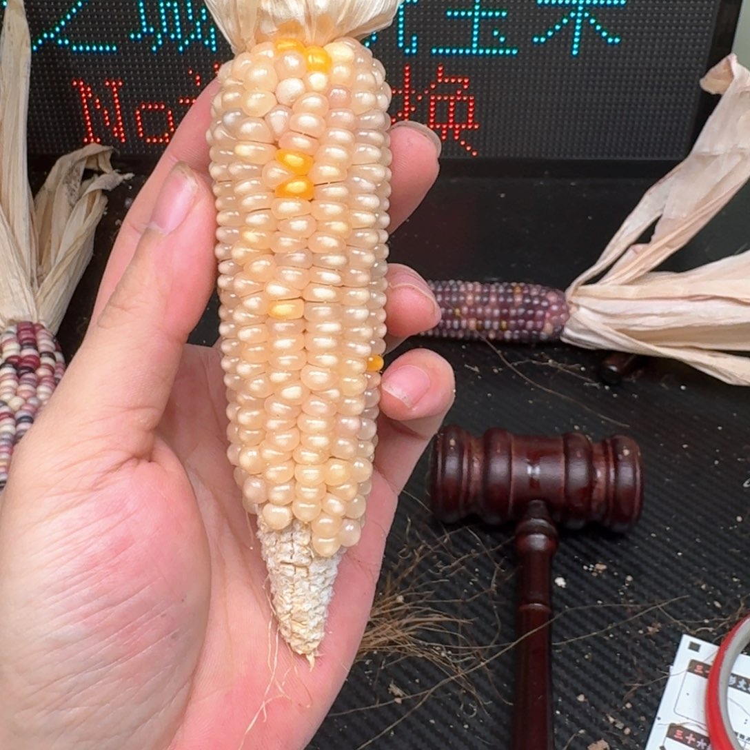 柏香籽/百香籽吊坠雨**步