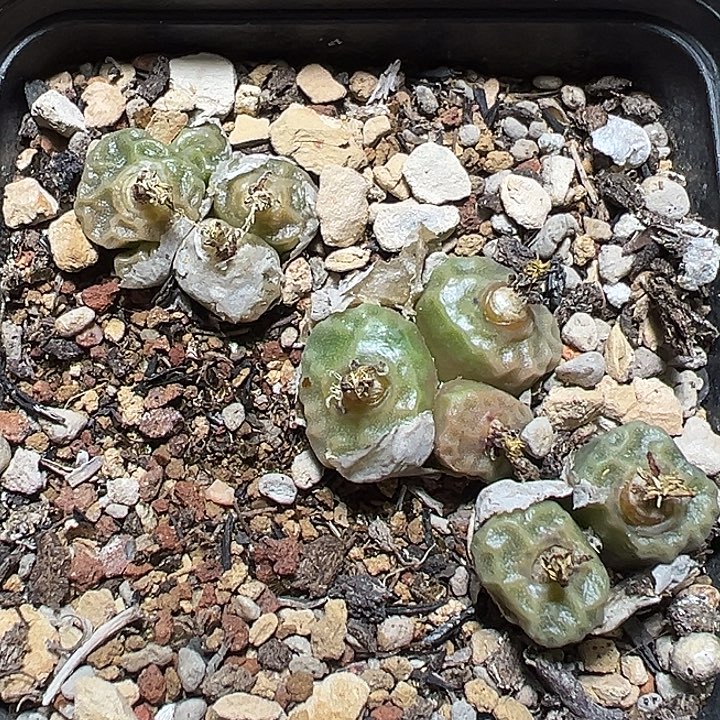 591号烧麦一盆多肉植物