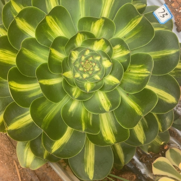 73暴君法师锦锦锦锦