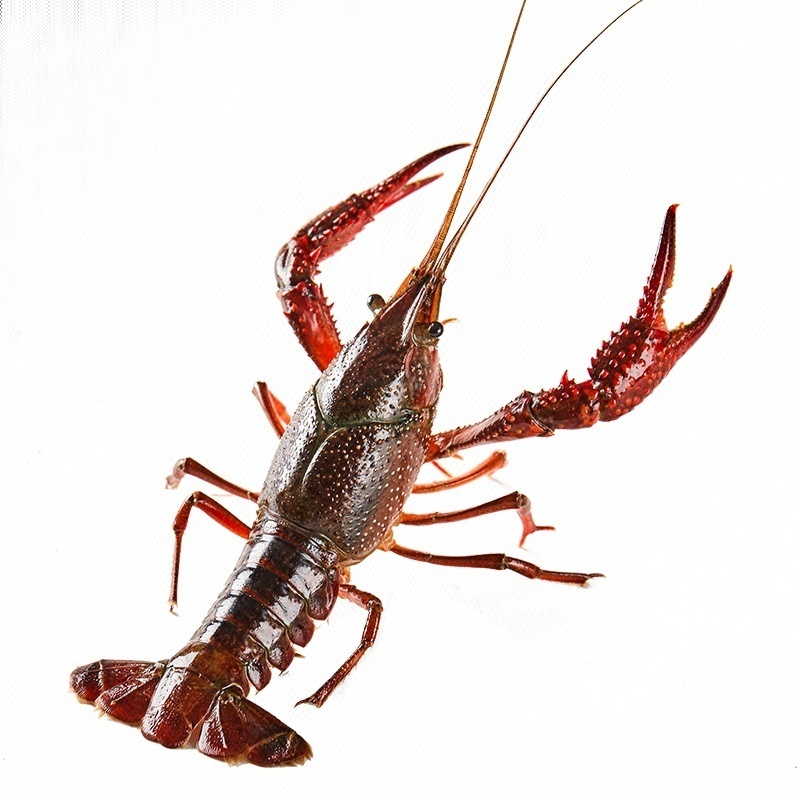 鲜活清水小龙虾 特大号7-9钱虾 三斤装37-42只带麻辣或者蒜蓉料 龙虾同城送